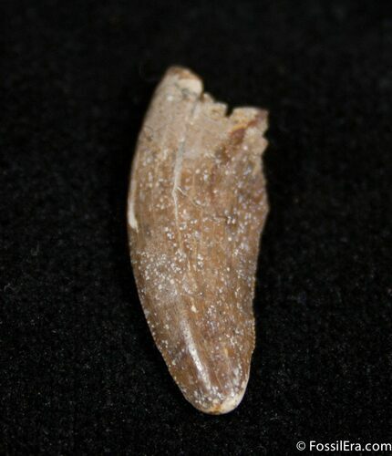 Dromaeosaur (Raptor) Tooth - Montana #1499